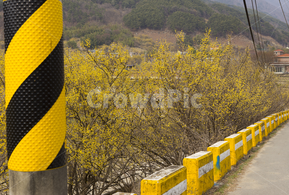 노란색,자연,풍경,시골,농촌,길,도로,전원,봄,한국,spring,season,nature,country,yellow,flower,나무,자연,풍경,nature,landscape