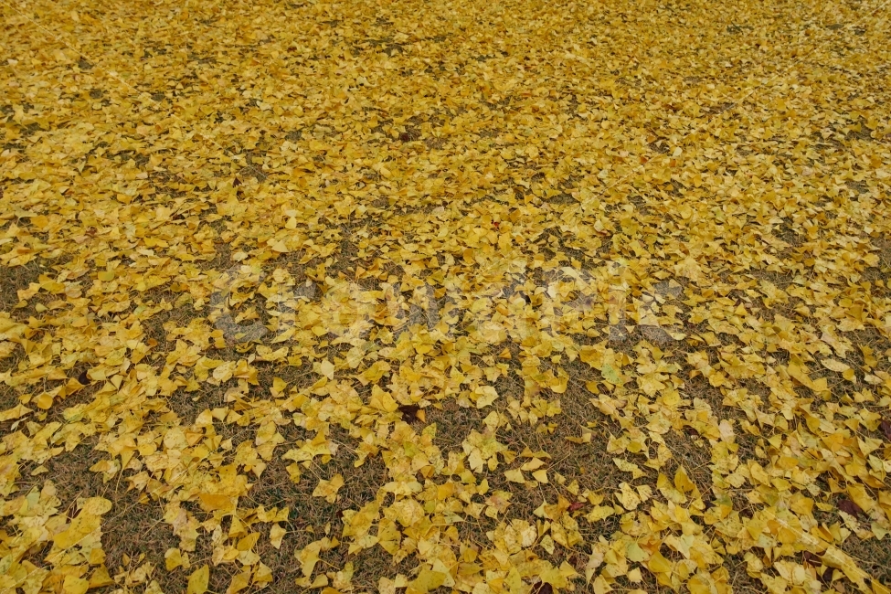 가을,낙엽,은행잎,단풍,은행나무,가을,계절,fall,autumn,season,ground,바닥