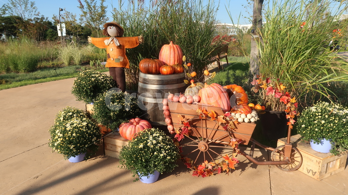 pumpkin,호박,가을,허수아비,autumn,식물,plant,가을,계절,fall,autumn,season,food,음식,vegetable,야채