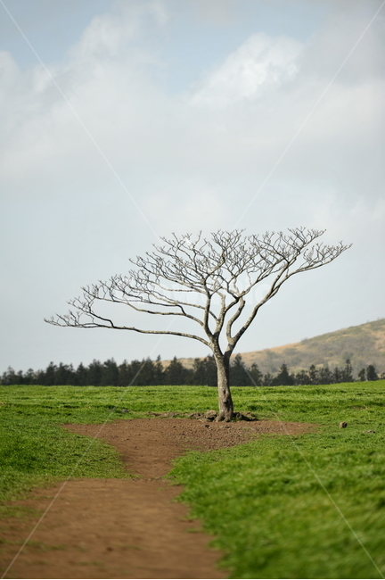 나무,왕따나무,목장,청보리,보리나무,자연,풍경,nature,landscape,한국자연풍경,한국자연경관,korea nature landscape,제주도,jeju,jeju island,식물,plants,나무,trees,wood,tree,plant,ground,바닥,tree trunk,나무 줄기