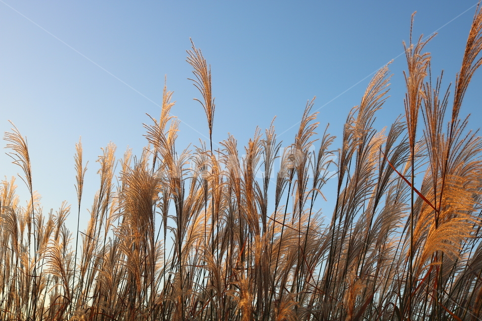 억새,억새풀,식물,자연,가을,벼과,가을,계절,fall,autumn,season,grass,잔디,plant,lawn