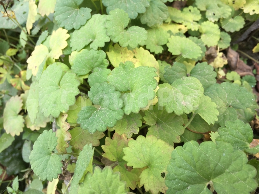 나무잎사귀,덩쿨,나무,자연,숲,숲속,식물,자연,plants,nature
