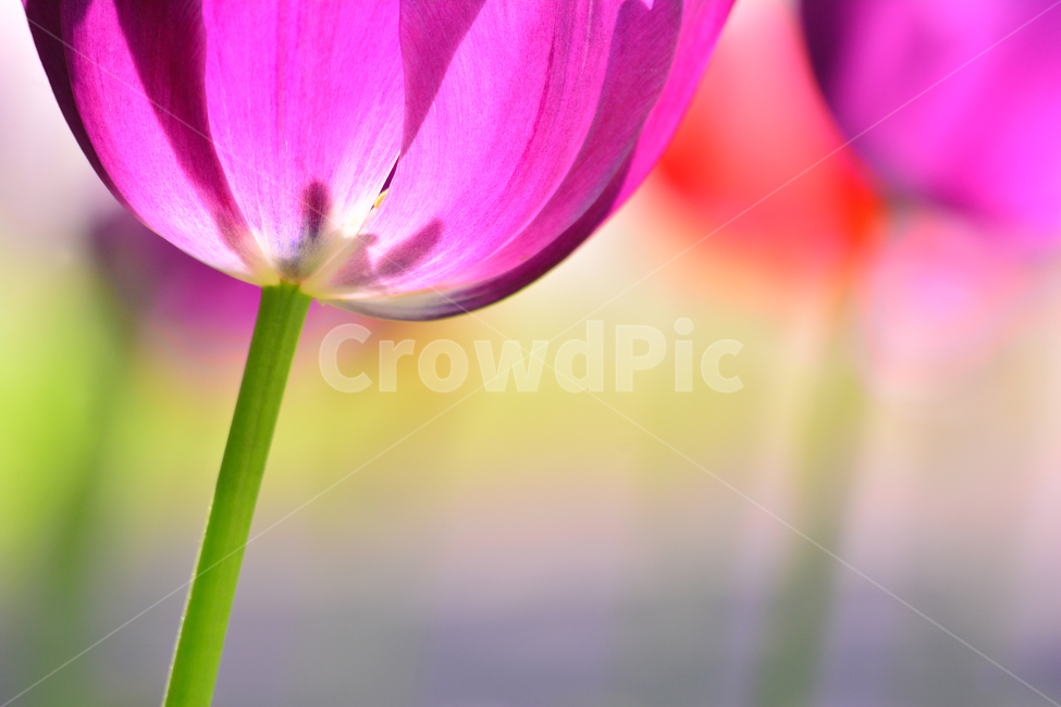 튤립,튜립,봄꽃,봄이미지,아름다운,꽃,꽃소식,flowers,beautiful,화려한,화사한,정원,가든,앞마당,plants,spring,pretty,예쁜,garden,그린,green,접사,마크로,macro,클로즈업,알뿌리,구근식물,배경흐림,줄기,감성,필,느낌,분위기,feeling,emotion,sensible,봄,계절,spring,season,식물,자연,plants,nature,꽃,flower,plant