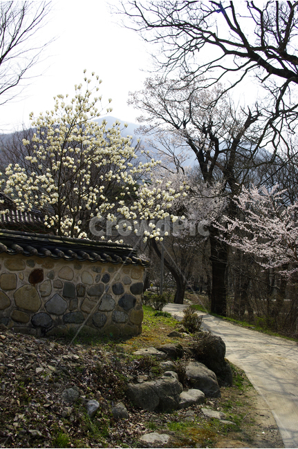 한국,밀양,표충사,사찰,절,목련나무,담,길,벚나무,꽃,봄,계절,spring,season,자연,풍경,nature,landscape,한국자연풍경,한국자연경관,korea nature landscape,한국전통,한국문화,korean traditional,korean culture,outdoors,옥외