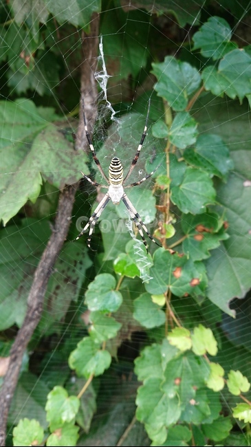 거미,무척추동물,곤충,동물,거미류,곤충,벌레,insect,bug