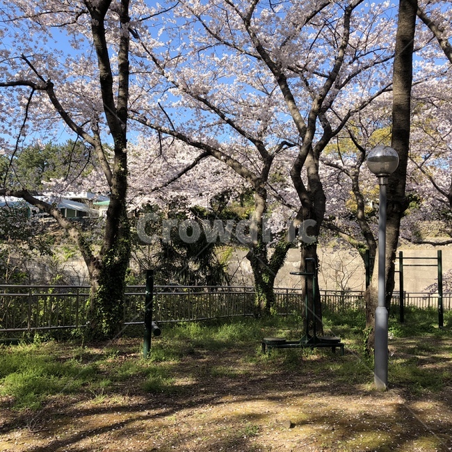 tree,나무,plant,식물,나무줄기,cherryblosome,봄,봄,계절,spring,season