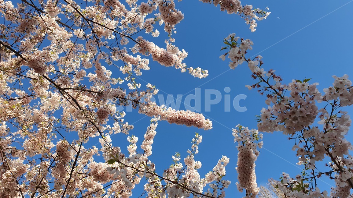 벚꽃,봄,벚꽃놀이,봄하늘,파란하늘,하늘,봄,계절,spring,season,자연,풍경,nature,landscape,plant,식물,blossom,꽃,cherry blossom,flower