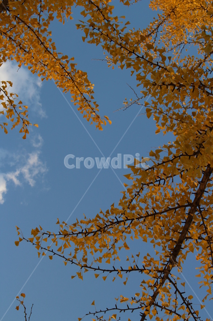 가을,단풍,단풍잎,하늘,은행나무,은행잎,autumn,fall,ginkgo,가을,계절,fall,autumn,season,식물,자연,plants,nature,나무,trees,wood