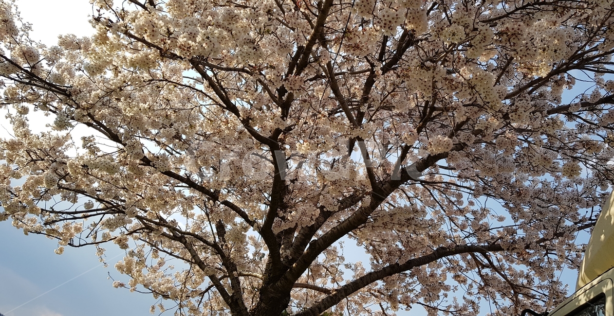 벚꽃,왕벚나무,봄,spring,사쿠라