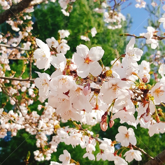 벚꽃,꽃,봄,blossom,flower,spring