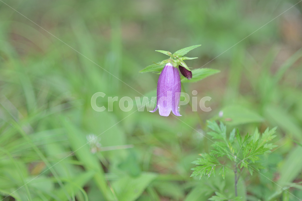 꽃,자연,식물,풍경,플라워,식물,자연,plants,nature,꽃,flower