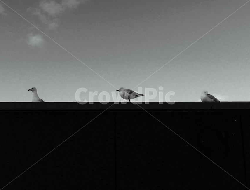 bird,동물,animal,새,seagull,갈매기,흑백,blackandwhite