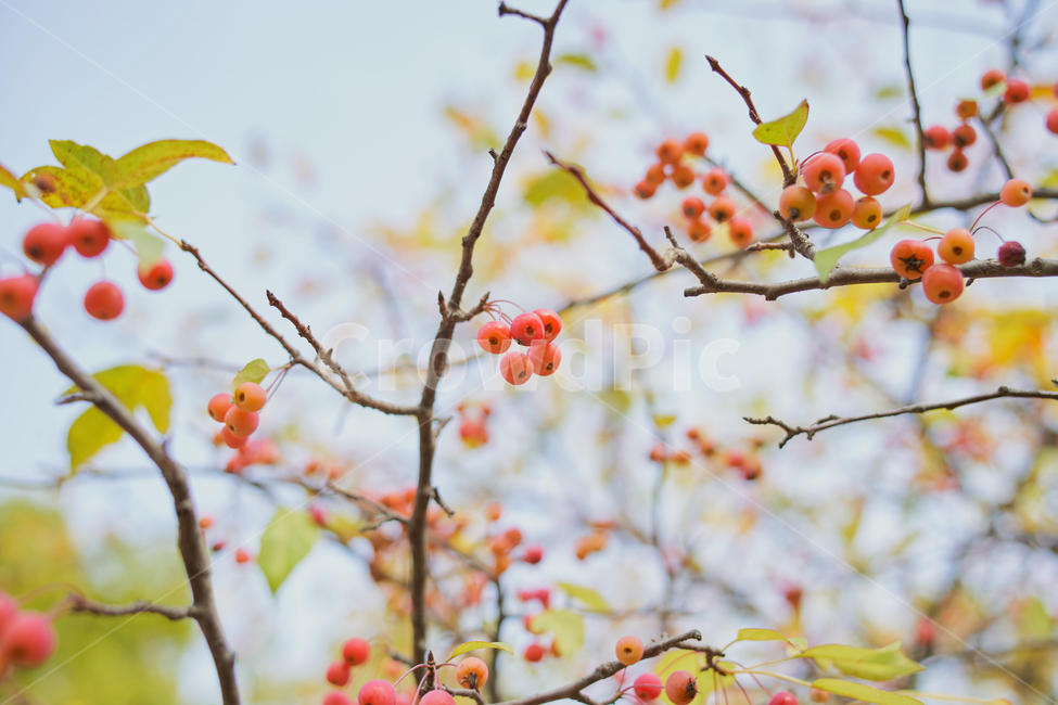 나무,가을,배경,tree,autumn,과일,식물,자연,plants,nature,과일,열매,fruit,색깔,색상,색채,색감,color sense,color sensitivity,feeling of color