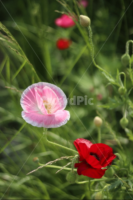 양귀비,빛,화려함,강렬함,고귀함,식물,자연,plants,nature,꽃,flower