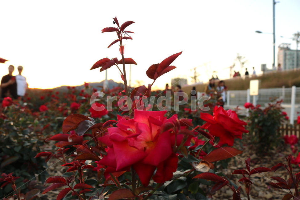 장미,꽃,장미꽃,식물,자연,붉은장미,탄초,빨간색꽃,식물,자연,plants,nature,꽃,flower