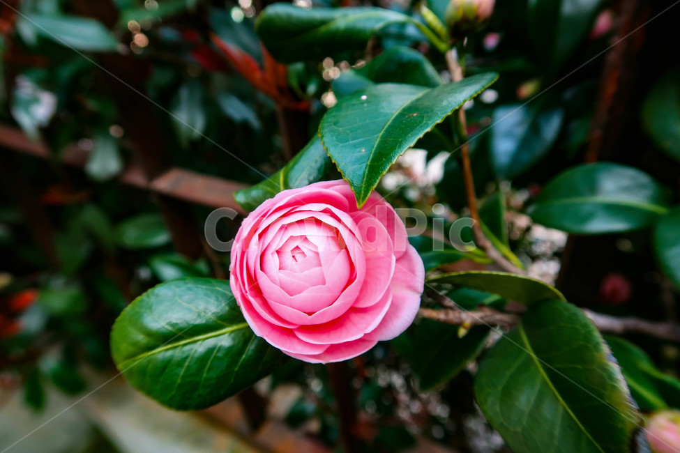 동백꽃,동백,꽃,봄,blossom,flower,camelliaflower,분홍색,분홍꽃,핑크,핑크꽃,pink