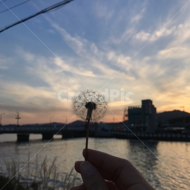 민들레,하늘,노을,그림자,자연