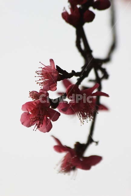 매화,홍매화,식물,꽃,flower,식물,자연,plants,nature,꽃,flower