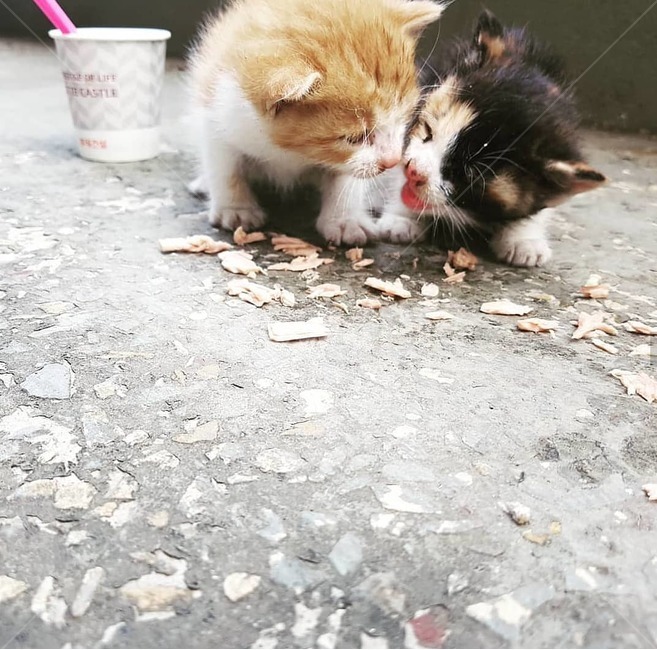 pet,착한애,cat,고양이,animal,mammal,고양이새끼,kitten,동물,포유류,귀여움,깜찍,동물,animal,포유류,mammal,고양이,cat,kitten,kitty