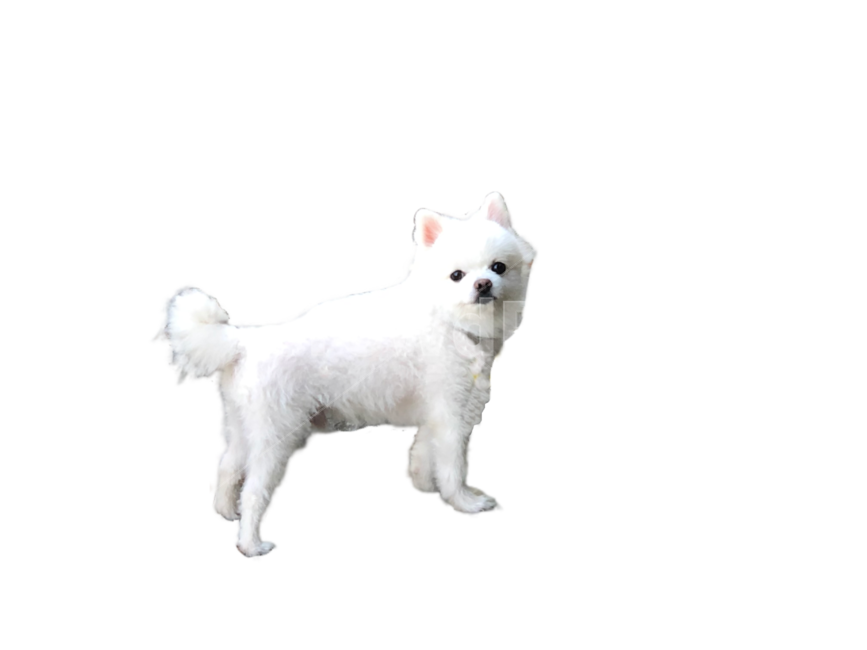 강아지,멍멍이,애완동물,개,누끼,동물,puppy,dog,png,animal