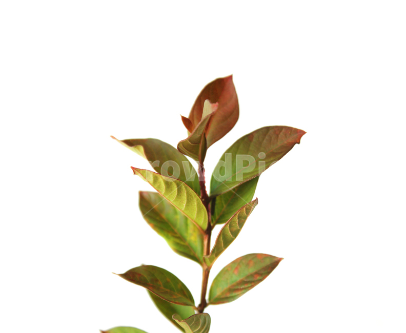 autumn,blueberry,blueberryleaf,blueberryleaves,branch,closeup,fall,green,leaf,leaves,nature,plant,red,white,가을,블루베리,블루베리잎,가지,나뭇가지,나뭇잎,잎,잎사귀,낙엽,식물,자연,흰배경,빨강,레드,그린,녹색,붉은색,물들다,물든,식물,자연,plants,nature,누끼,remove background