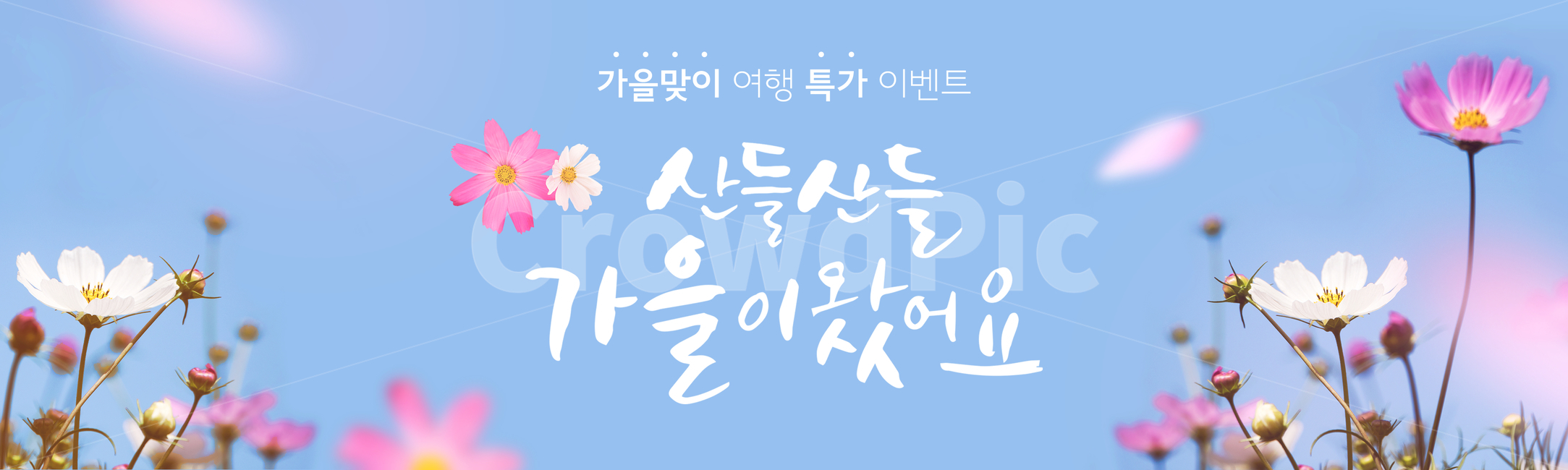 캘리그라피,가을,배너,이벤트,팝업,행사,할인,입추,시즌,계절,가을맞이,배경,백그라운드,캘리,캘리그래피,코스모스,꽃,가을꽃,꽃잎,풍경,가을,계절,fall,autumn,season,식물,자연,plants,nature,꽃,flower,축제,행사,festival,carnival,event,캘리그라피,손글씨,calligraphy