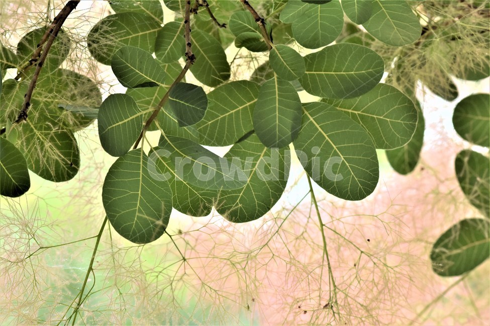 나뭇잎,여름숲,잎파리,역광,감성,안개나무,아름다움,식물,자연,plants,nature