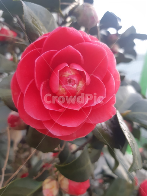 꽃,flower,식물,plant,동배,봄,빨강,빨강꽃,봄꽃,빨강색