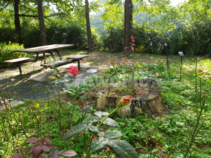 숲,꽃,산책,쉼,힐링,햇살,편안함,그루터기,벤치,자연,풍경,nature,landscape,tree stump