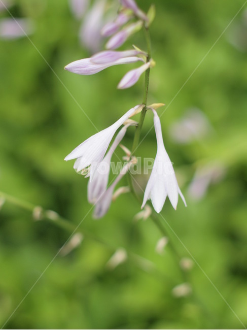 plant,식물,blossom,꽃,수선화과,amaryllidaceae,flower,식물,자연,plants,nature