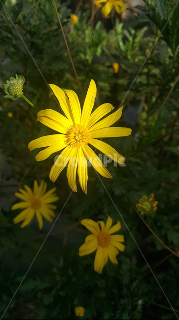 꽃,flower,감성,배경,봄