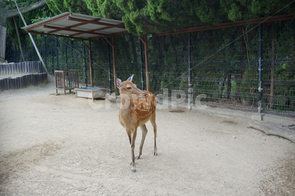 동물,동물원,사슴,animal,zoo,동물,animal,포유류,mammal