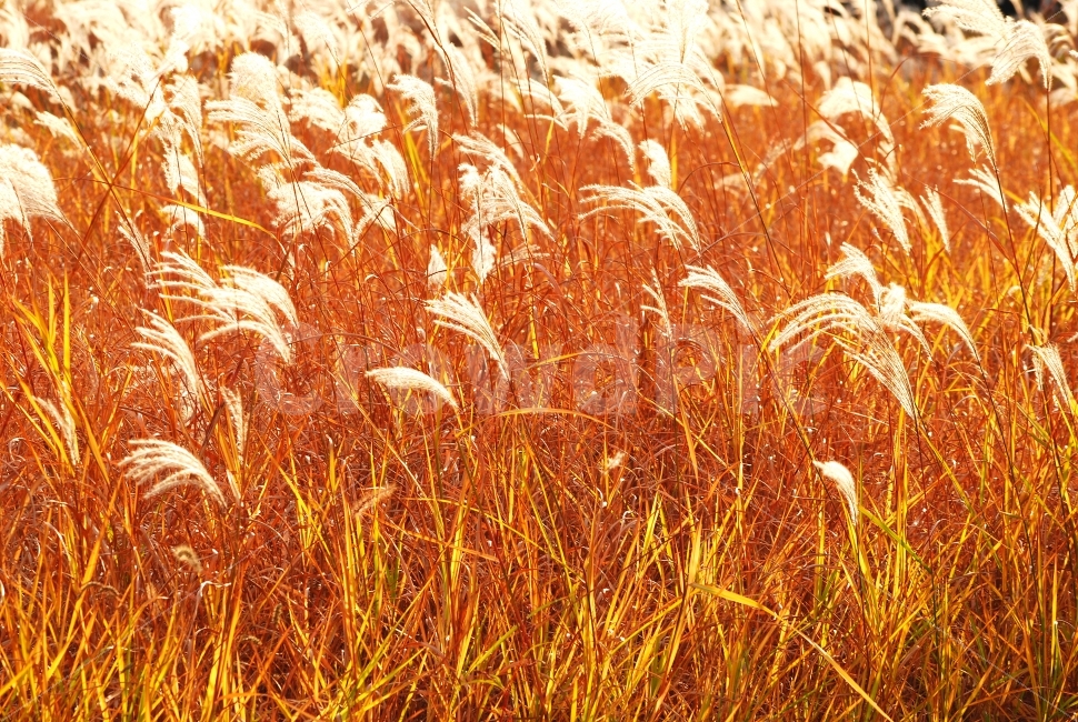 억새밭,가을이미지,분위기,감성,시즌,시안,디자인,디자이너,출판,편집,책자,서적,사보,카다로그,콘텐츠,리플렛,브로셔,컨셉,콘셉,컨셉트,모바일,팝업,전단,광고,색감,칼라풀,아름다운,뷰티풀,beautiful,sns,ebook,웹,마케팅,마켓팅,season,누끼,필,느낌,서정,나뭇잎,잎새,가지,autumn,fall,red,color,emotion,feeling,leaves,9월,10월,찬란한,화려한,그림같은,색상,홈페이지,바탕,배경,백그라운드,background,식물,초본,바람,하늘거리다,연약한,리듬,물결,웨이브,wave,자연,풍경,nature,landscape,가을,계절,fall,autumn,season,plant,grass,잔디,vegetation,초목