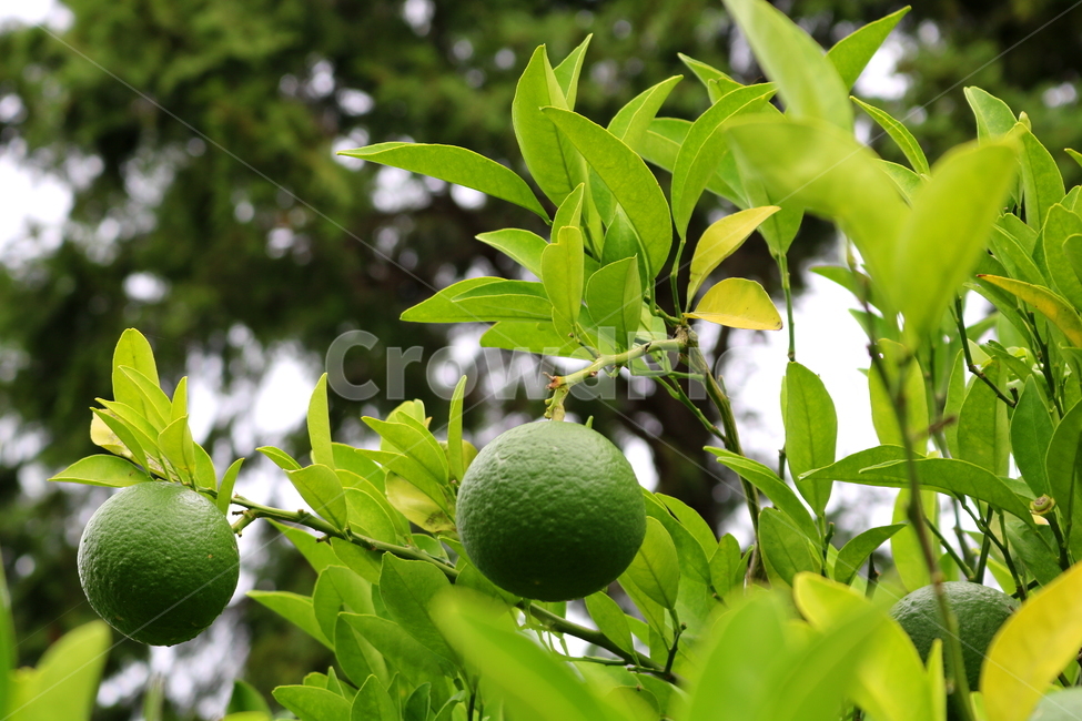 나무,귤,감귤,감귤나무,식물,과일,밀감,식물,자연,plants,nature,과일,열매,fruit