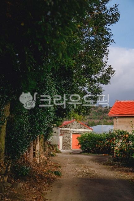 제주도,창고,귤밭,귤나무,나무,돌창고,귤,제주도,jeju,jeju island