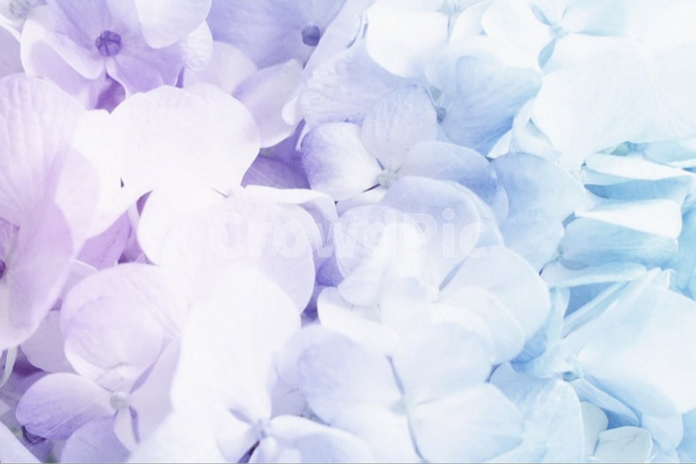 blossom,꽃,plant,flower,식물,수국,petal,꽃잎,꽃,flower