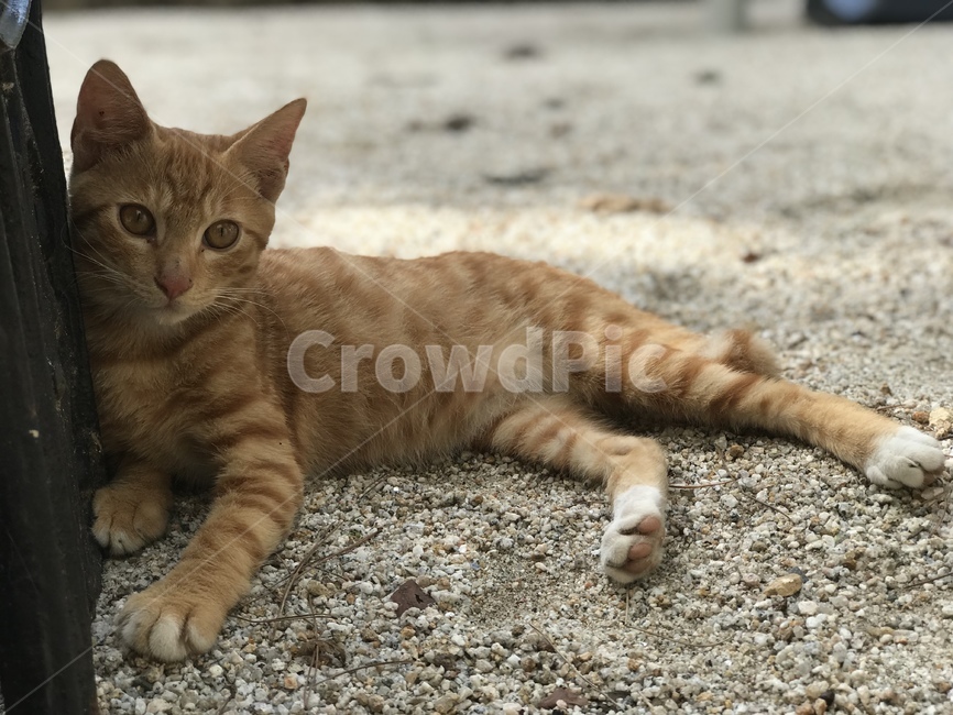 고양이,동물,길고양이,코리안숏헤어,코숏,냐옹이,straycat,koreanshorthair,kitty,street,치즈태비,길냥이,치즈태비고양이,치즈고양이,치즈냥이,animal