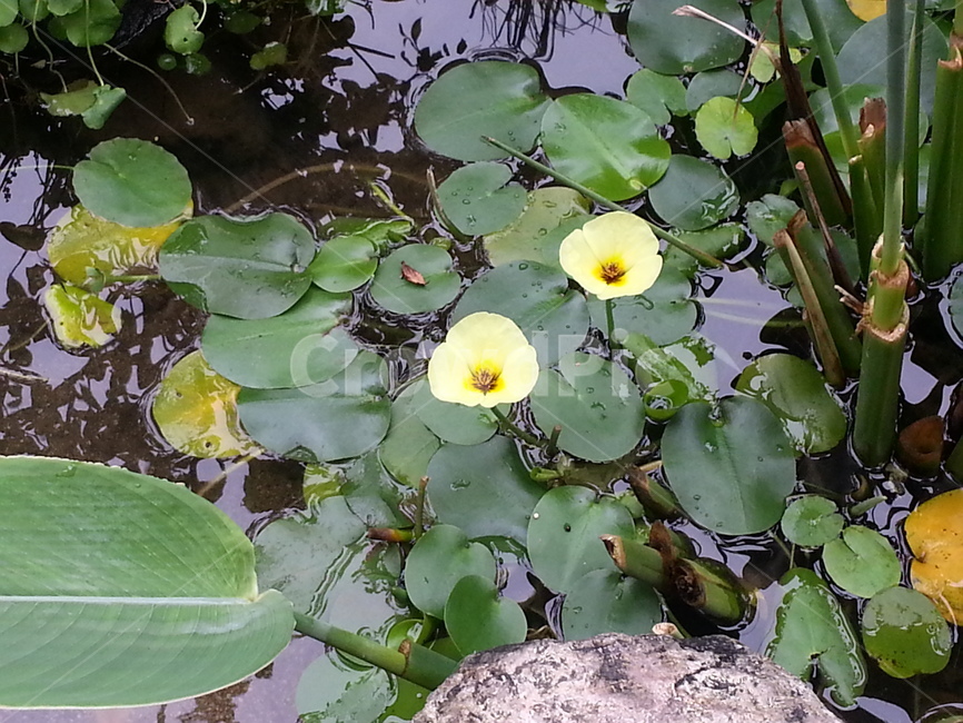 연꽃,자연,식물,호수,lotus,초록,연꽃축제,nature,flower,꽃,lake,힐링,pond,정원,연못,green