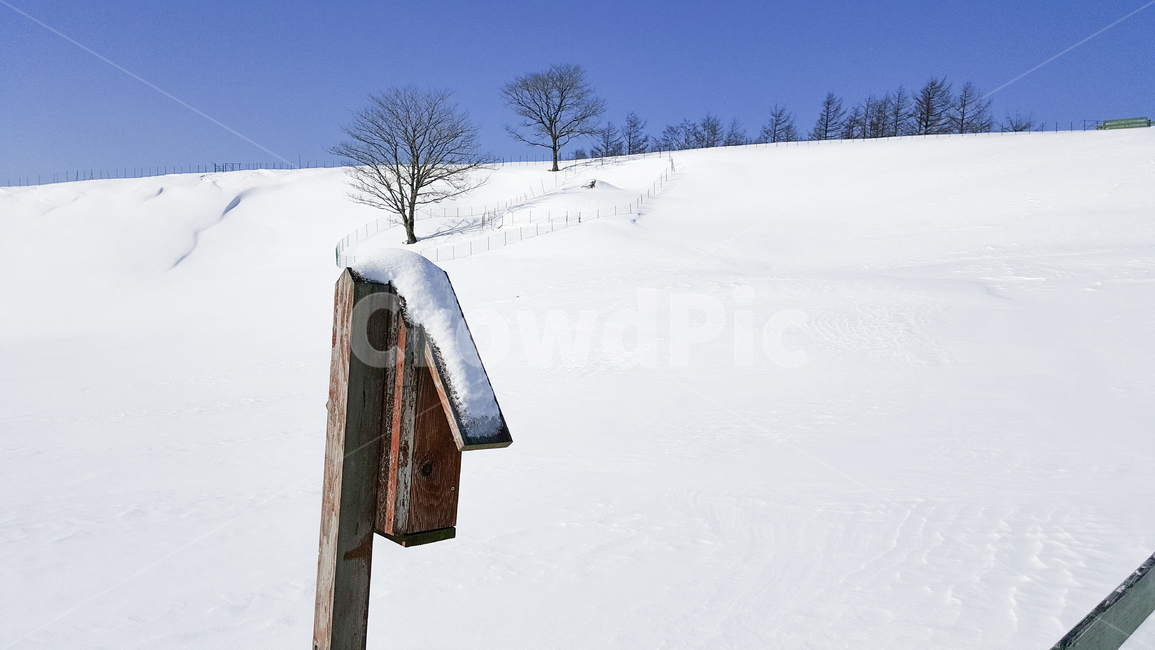 눈,snow,겨울,나무,winter,겨울,계절,winter,season
