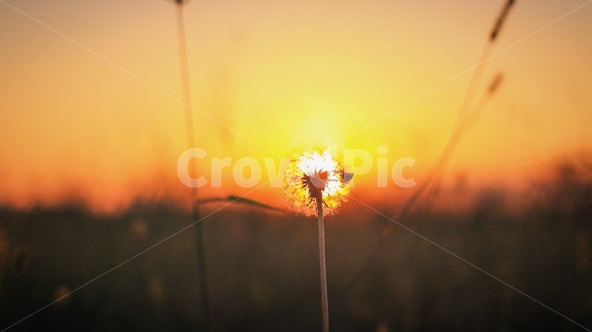 감성,생림,삼랑진,일몰,석양,노을,가을,하늘,식물,자연,plants,nature,꽃,flower,감성,sensible,feeling