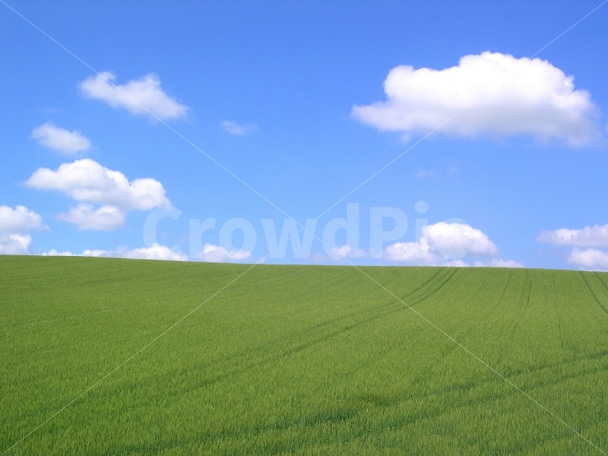 풍경,배경,배경이미지,배경사진,백그라운드,빽그라운드,background,풍경사진,바탕화면,바탕이미지,하늘,구름,자연,보리밭,보리,식량,작물,농작물,재배,시골,전원,밭,논밭,논,자연,풍경,nature,landscape,outdoors,옥외,grass,잔디,plant,식물,grassland,목초지,field,들