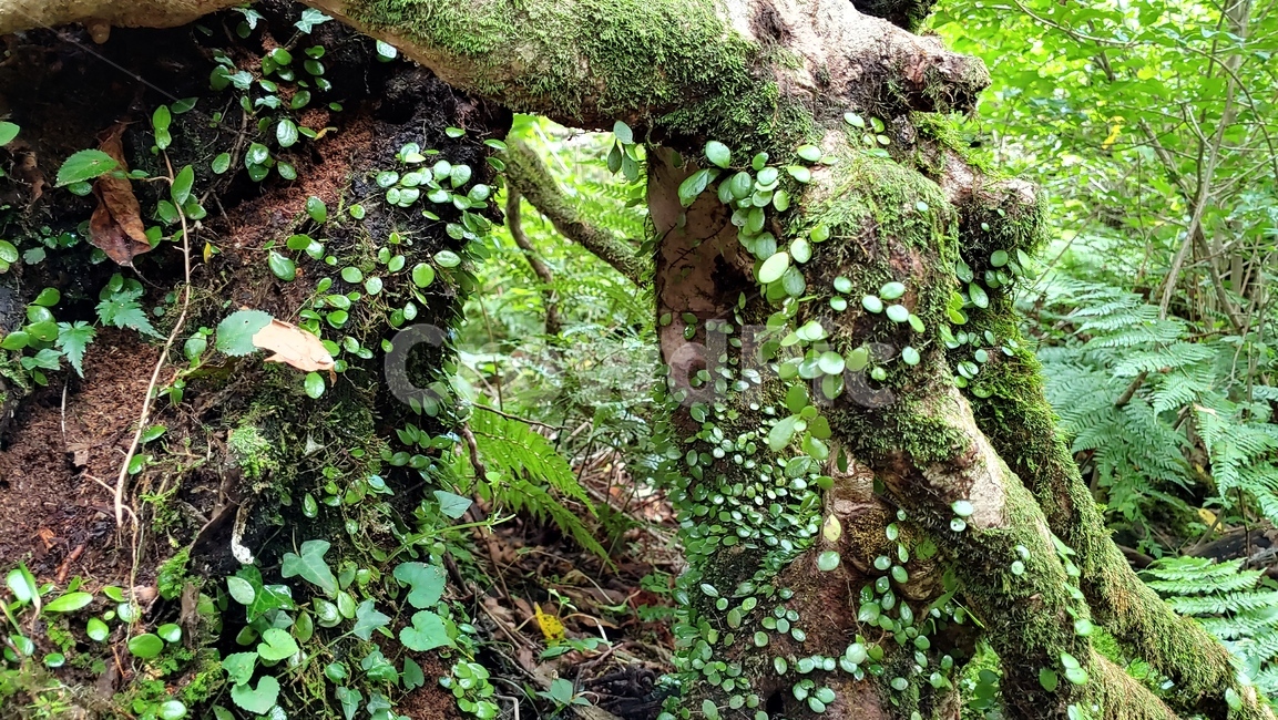 제주도,제주숲,곶자왈,제주원시림,제주화산암,jejuforest,nature,green,jejuforestlandscape,tree,forest,자연,제주도자연