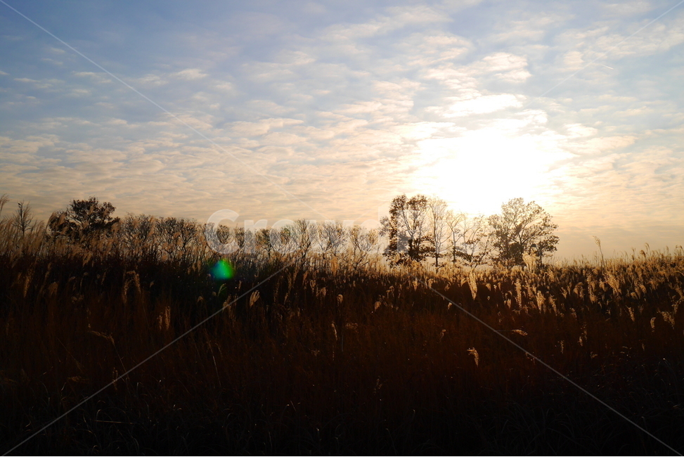 가을,갈대,노을,저녁,하늘,실루엣,가을,계절,fall,autumn,season,자연,풍경,nature,landscape,light,빛,flare,플레어