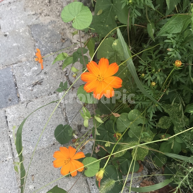 가을꽃,코스모스,가을,꽃,주황색,식물,자연,plants,nature,꽃,flower