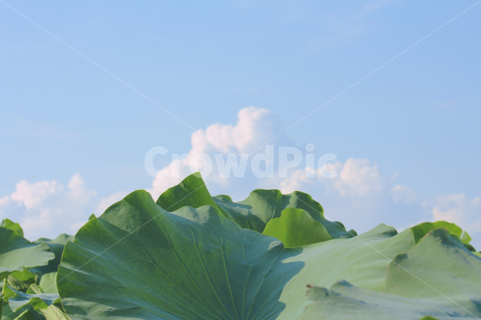 하늘,연잎,연꽃,구름,식물,감성사진,잎,부처님오신날,leaf,plant,lotus,sky,cloud,blue,green