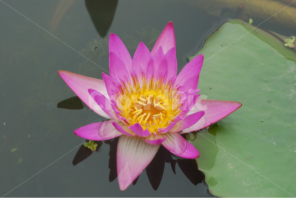관곡지,시흥연꽃테마파크,연술,연꽃,연잎,식물,자연,plants,nature,꽃,flower