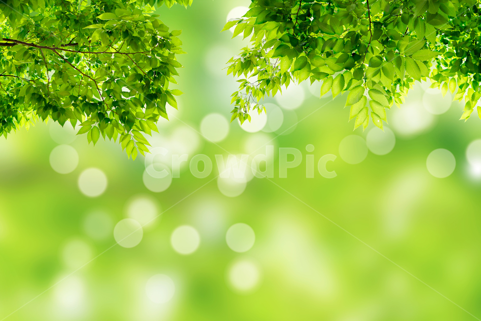 ,purity,adornment,hopeful,air,branch,summer,spring,eco,beautiful,tree background,copy space,sight,season,4 seasons,event,sunny,day,new,green,natural,tree,clear,banner,leaf,community,pottery,warm,sunlight,background,plant,dazzling,Softly,fresh,softly