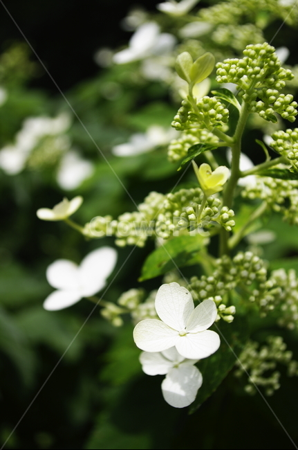 꽃,flower,식물,plant,자연,nature,식물,자연,plants,nature,꽃,flower