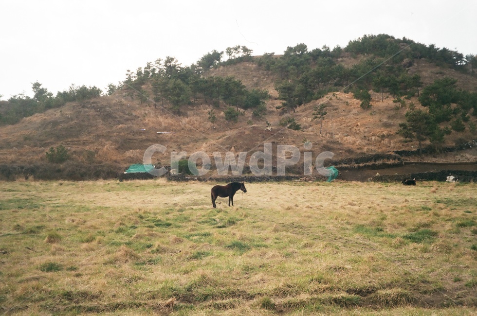 제주도,제주,말,송악산둘레길,올레길,송악산,동물,horse,jeju,jejuisland,자연,풍경,nature,landscape,한국자연풍경,한국자연경관,korea nature landscape,제주도,jeju,jeju island,동물,animal,포유류,mammal,field,들,outdoors,옥외,grassland,목초지,farm,농장,rural,농촌,pasture,목장