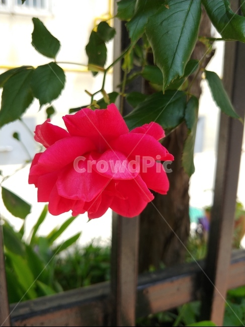 꽃,flower,blossom,plant,red,happy,빨강,장미,rose,식물